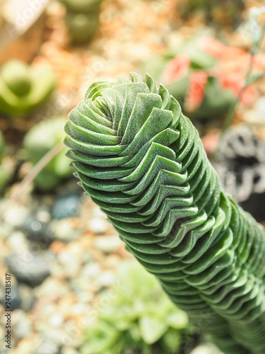 Beautiful of Succulent cactus ( Creassula pyramidalis) in Sunlight/ Close up and Selective focus 