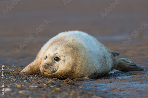 Atlantic Grey Seal Pup (Halichoerus grypus)/Atlantic Grey Seal Pup on a sandy beach on the Lincolnshire coast of England
