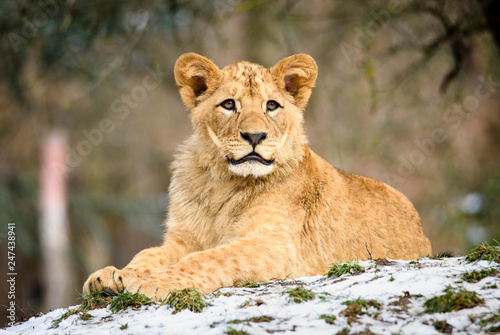 Fototapeta Naklejka Na Ścianę i Meble -  Lion posing for portrait