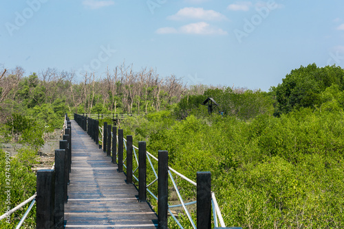 Wooden walkway or bridge among mangrove forest at Chonburi, Thailand © Thanasith