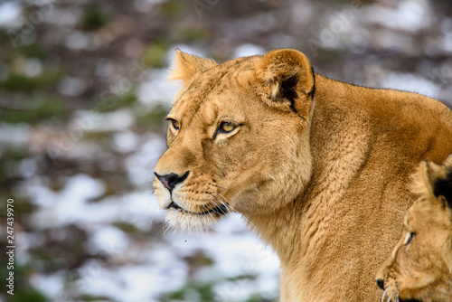 Fototapeta Naklejka Na Ścianę i Meble -  Lion posing for portrait
