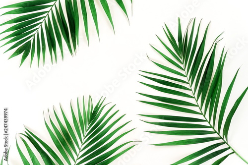 tropical green palm branches pattern frame on a white background. top view.copy space.abstract.