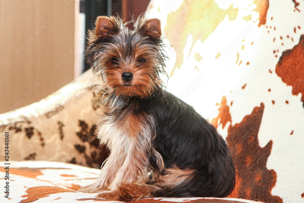 A cute young Yorkshire terrier girl is posing on the sofa. 