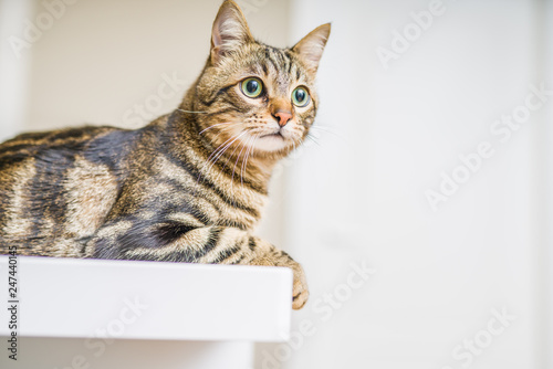 Cute short hair cat looking curious and snooping at home