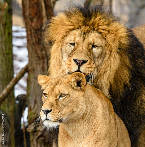 Fototapeta Naklejka Na Ścianę i Meble -  Lion posing for portrait