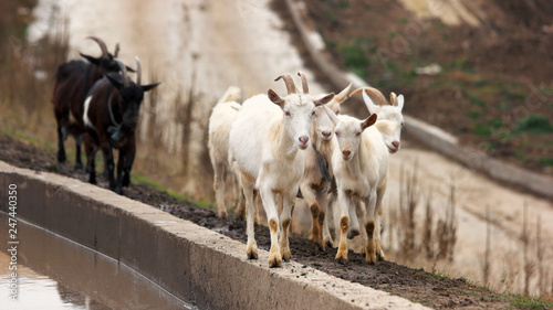 Herd of young goats walking on the road. Close up goats running from pasture to farm. Goat husbandry concept.