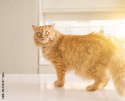 Beautiful ginger long hair cat lying on kitchen table on a sunny day at home