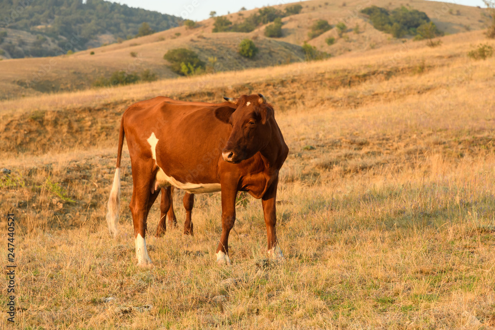 One brown cow in the middle of the steppe