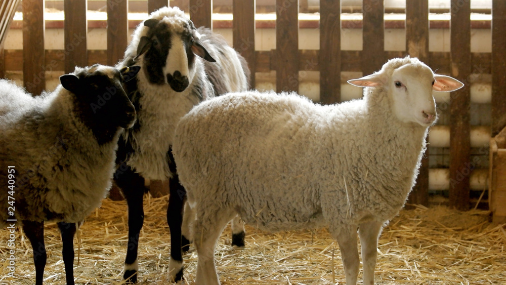 Cute sheeps in stable. Three domestic animals standing on straw at  livestock farm. Organic meat and wool production. Breeding lambs on the farm.  Stock Photo | Adobe Stock