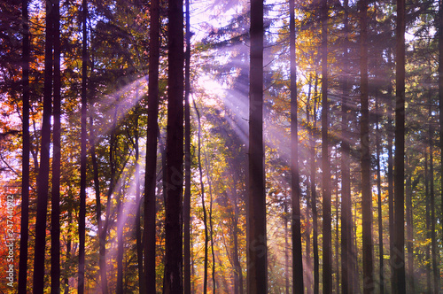 Sonnenstrahlen im Wald © Fotolyse