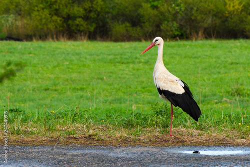 White stork Ciconia ciconia walking in the woods photo