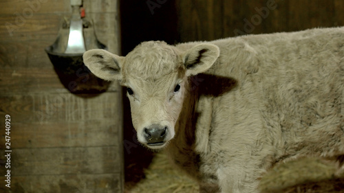Close up young sheep at animal farm. Beautiful sheep looking at camera. Agriculture mammal farming.