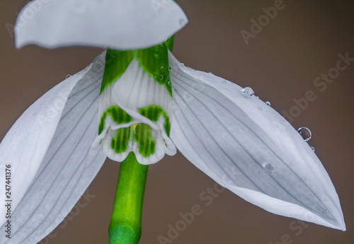 Middle of snowdrop flower with round water drops on the petal. Detail of white snowdrop flower over soft cream background. Close up photo of a snowdrop (Galanthus nivalis).