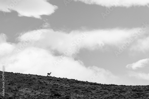 Wild guanacos in Torres del Paine NAtional Park in patagonia
