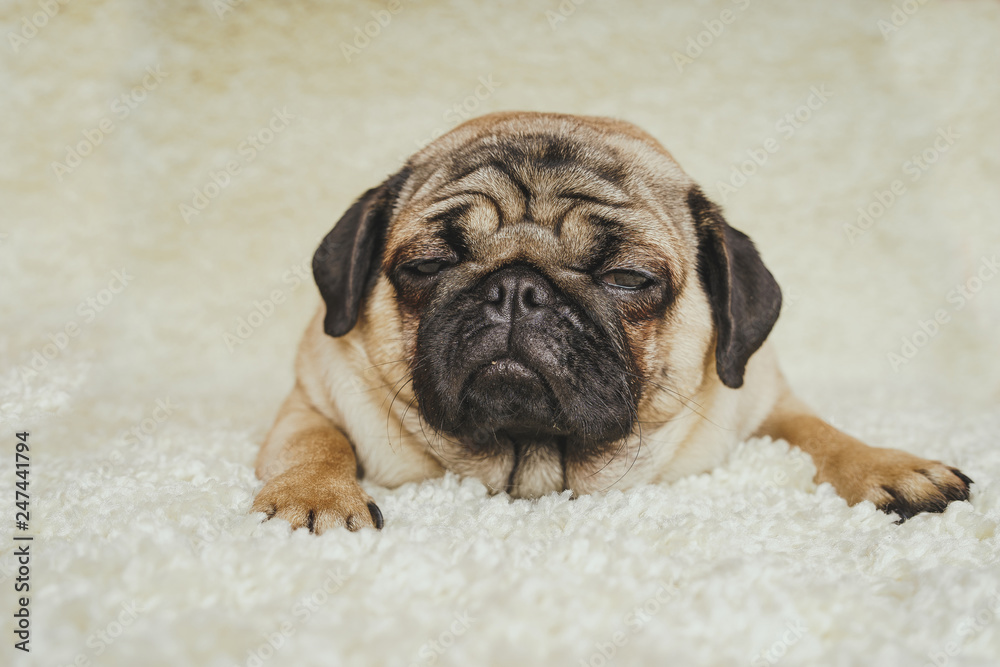Dog breed pug resting on a white carpet. Cute puppy close up