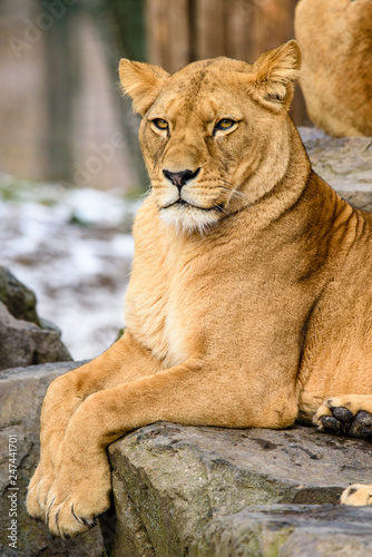 Lion posing for portrait