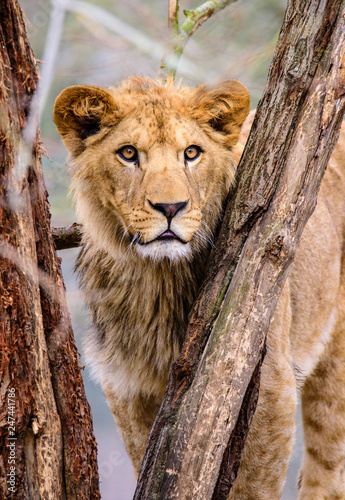 Fototapeta Naklejka Na Ścianę i Meble -  Lion posing for portrait