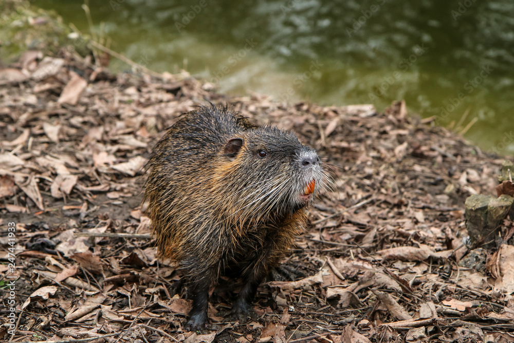 A picture of the coypus in Prague in Czech Republic. They live in water in the city and they are a problem for the ekosystem. A picture of the coypus in Prague in Czech Republic. They live in water in the city and they are a problem for the ekosystem.
