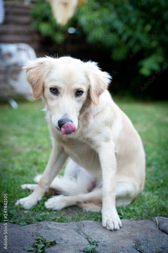 Verlockender Blick eines Welpen