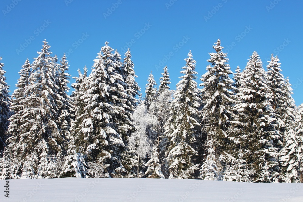 Traumhafte Winterlandschaft mit verschneiten Tannen, glitzerndem Schnee ... Traumhafte Winterlandschaft mit verschneiten Tannen, glitzerndem Schnee ...