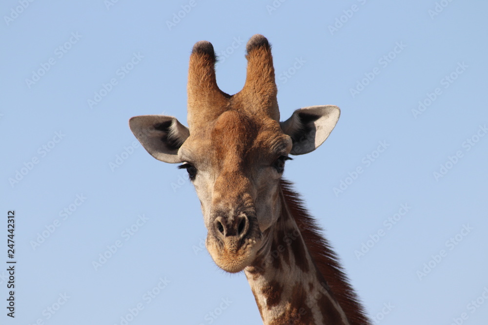 Naklejka premium Giraffe