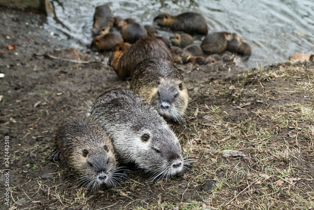 A picture of the coypus in Prague in Czech Republic. They live in water in the city and they are a problem for the ekosystem.  