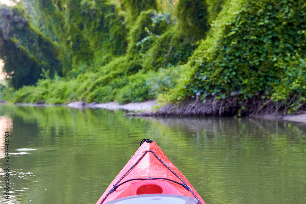 Fototapeta premium Kayaking near overgrown shore of green thick thickets of trees and wild grapes on the banks of river at summer. Bow of red kayak on Danube river.