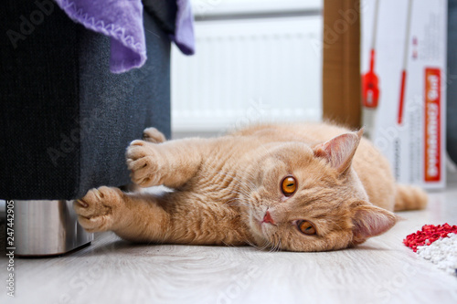 A cute red haired tabby tomcat is lying on the floor and touching the sofa with his paws. 