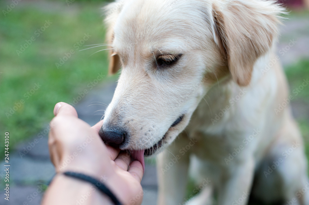 Das ist wahre Hundeliebe