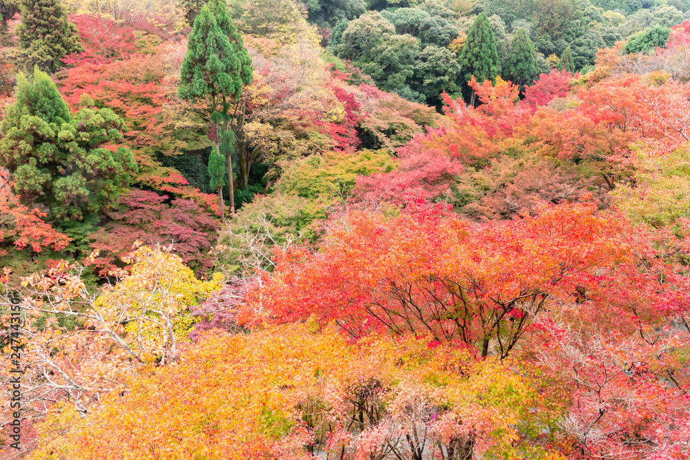 Beautiful orange and red autumn forest Beautiful orange and red autumn forest