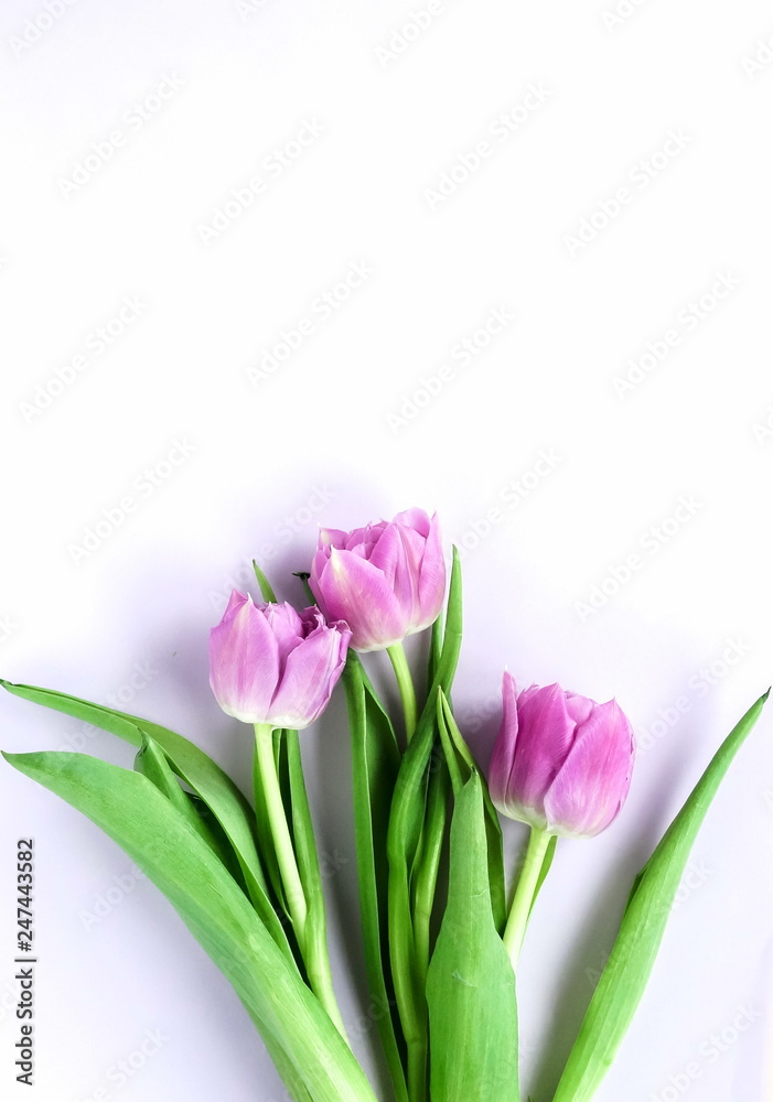 Flowers composition background. bouquet of purple violet tulips on a pale violet background. top view. copy space. Holiday concept. Pastel colors background Flowers composition background. bouquet of purple violet tulips on a pale violet background. top view. copy space. Holiday concept. Pastel colors background