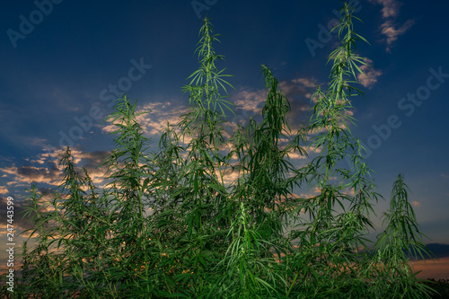 Cannabis leaf, medical marijuana. Cannabis flowers and seeds in green field with back light. Marijuana plant leaves growing high.