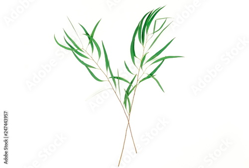 green eucalyptus leaves, branches, herbs, plants frame border on white background top view. copy space. flat lay