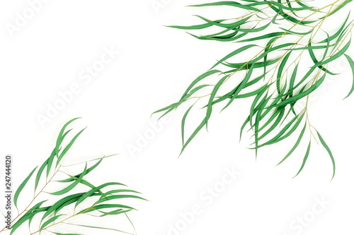 green eucalyptus nikoli branches herbs  leaves   plants on white background top view. copy space. flat lay