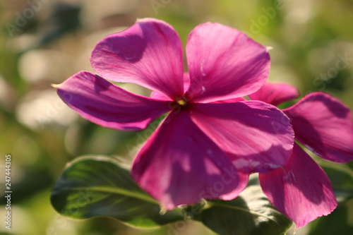 Flor Cor de Rosa em Macro.