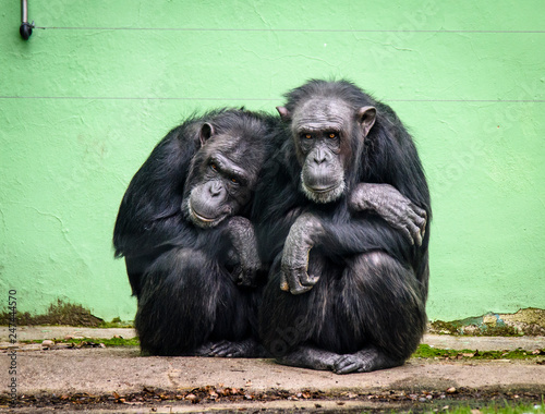 Common chimpanzee (Pan troglodytes), also known as the robust chimpanzee Fototapet