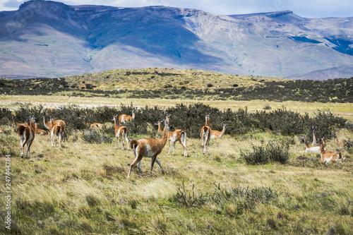 Wild guanacos in Torres del Paine NAtional Park in patagonia