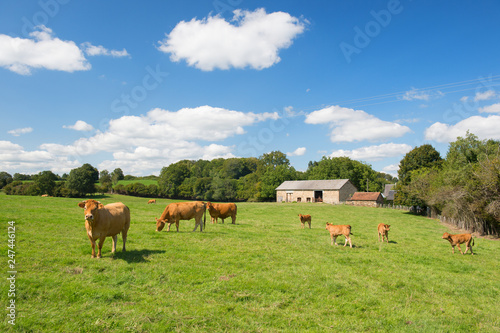 French landscape with brown cows photo