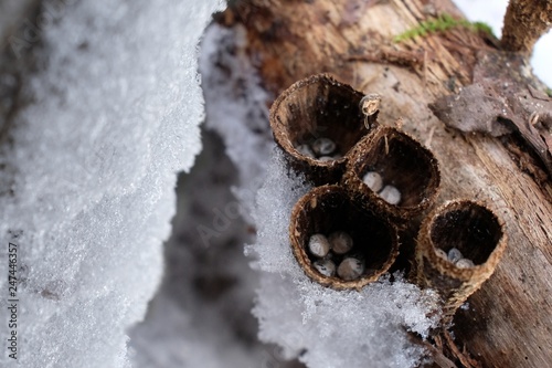 Zimowe grzyby - kubek prążkowany pod śniegiem