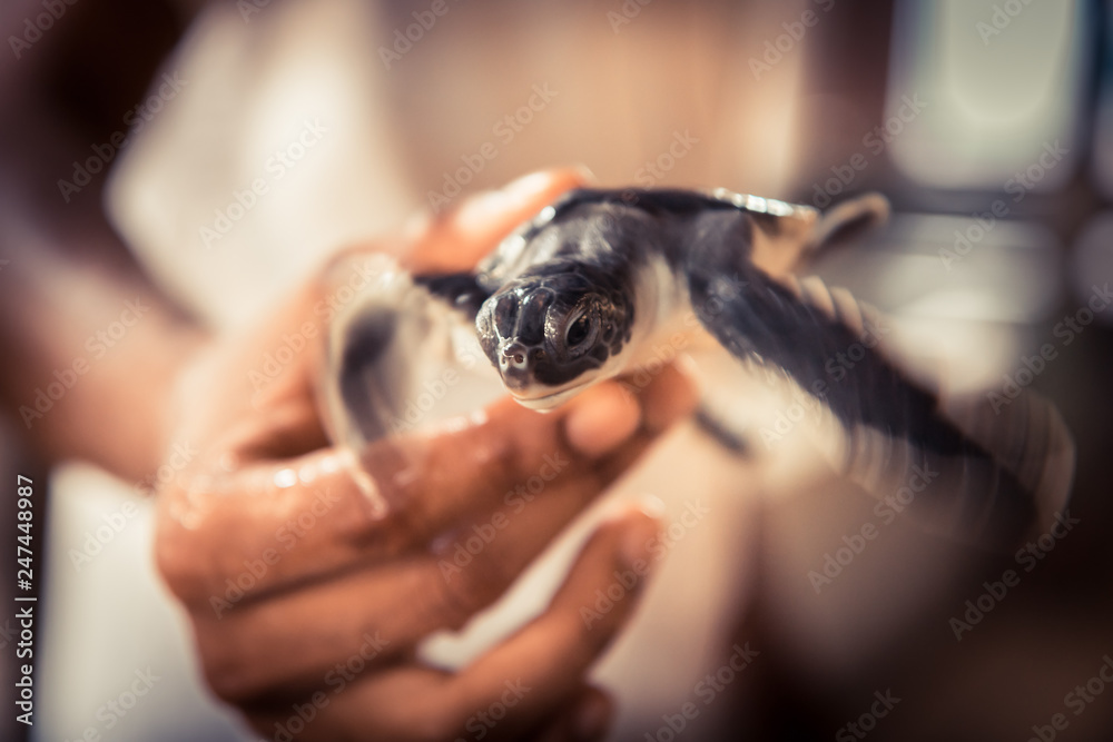 Hand holding carefully sea turtle in turtle farm nursery concept wild animal  care and wildlife protection Stock Photo | Adobe Stock