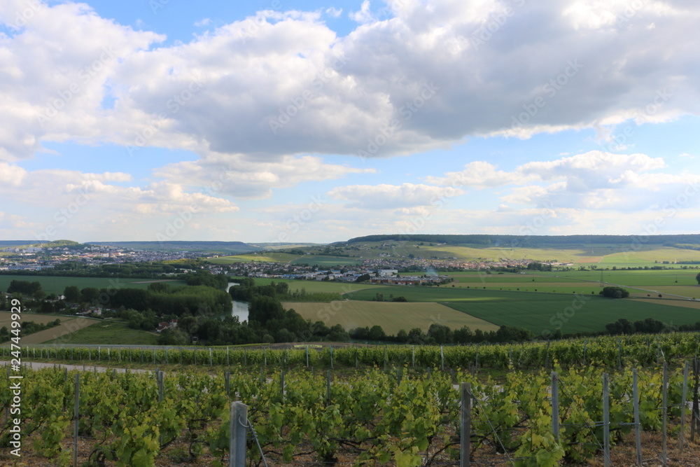 Viticulture in Champagne. Green vineyards during spring. Growing vines. Fresh, young grapes. Beautiful, scenic hills. French, country landscape. Rural and bucolic atmosphere. A calm day in France.