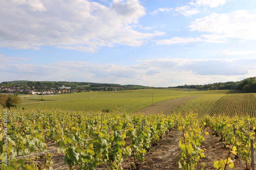 Viticulture in Champagne. Green vineyards during spring. Growing vines. Fresh, young grapes. Beautiful, scenic hills. French, country landscape. Rural and bucolic atmosphere. A calm day in France.