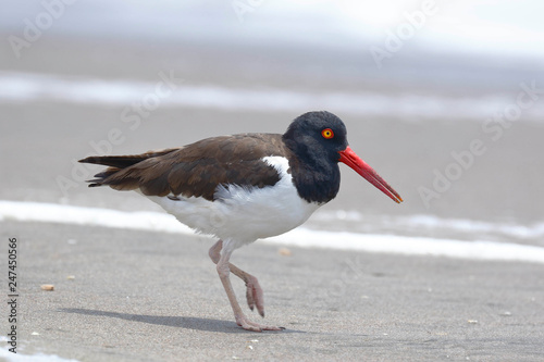 American oystercatcher (Haematopus palliatus), an example found on the shore of the beach looking for its food
