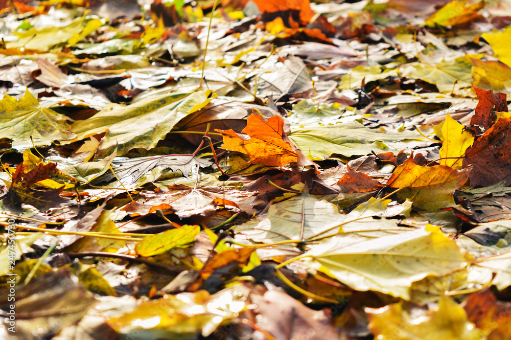 amazing colors of autumn and time of rich and vivid colors