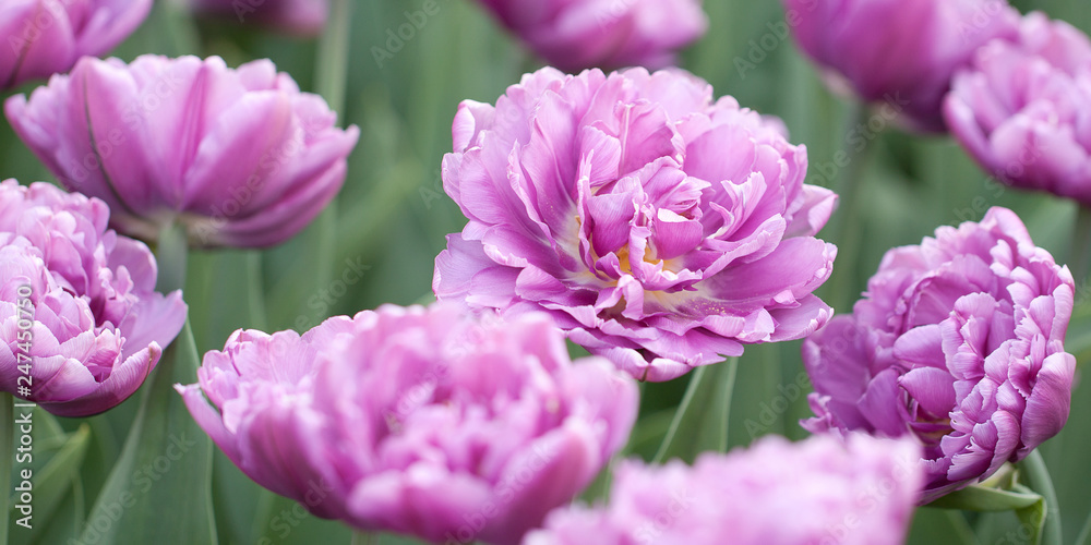 beautiful fluffy tender lilac tulips bloom in the summer garden