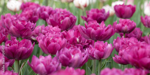 beautiful fluffy tender lilac tulips bloom in summer field
