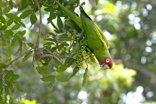 Red-masked parakeet (Psittacara erythrogenys), individual perched on the branches while feeding photo