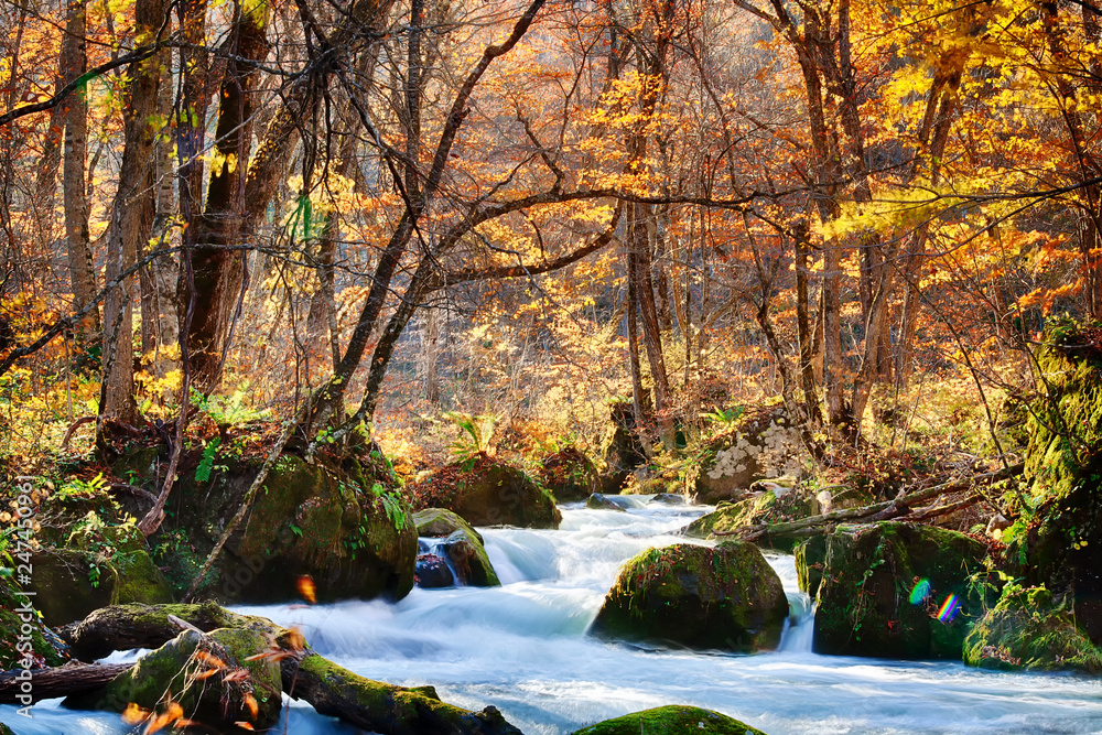 The Oirase Gorge beautiful river druing the autumn season, Japan The Oirase Gorge beautiful river druing the autumn season, Japan