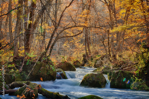 Fototapeta Naklejka Na Ścianę i Meble -  The Oirase Gorge beautiful river druing the autumn season, Japan