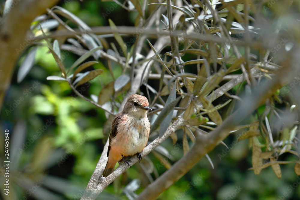 Fototapeta premium Vermilion flycatcher (Pyrocephalus rubinus) female perched still on branches